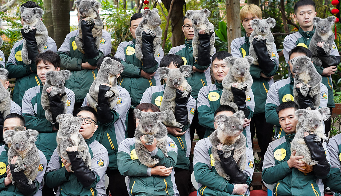 item 15 of Gallery image - koala breeders, wearing identical jackets and sitting in three rows, pose for a photo while each one holds a koala  