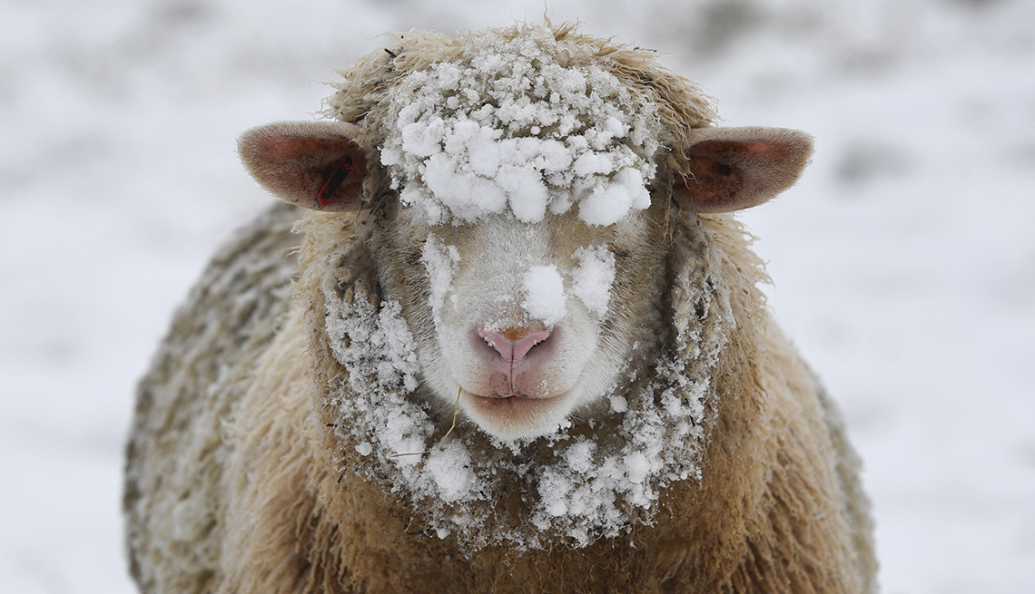 item 8 of Gallery image - close-up of a sheep with snow on its face and a blade of grass in its mouth 