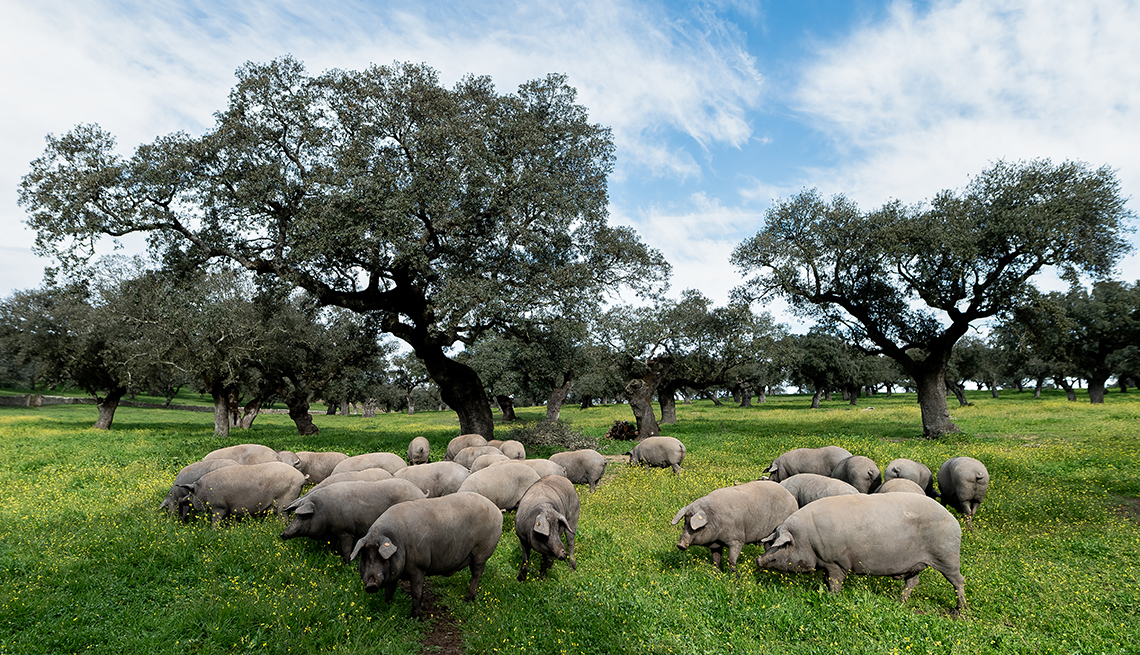 item 16 of Gallery image - a group of iberian pigs graze in a meadow in front of small trees under a partly cloudy blue sky  