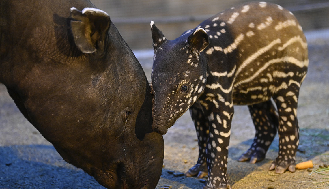 item 14 of Gallery image - a striped and spotted tapir calf nuzzles the brown head of an adult tapir, which is about the same size as the calf  