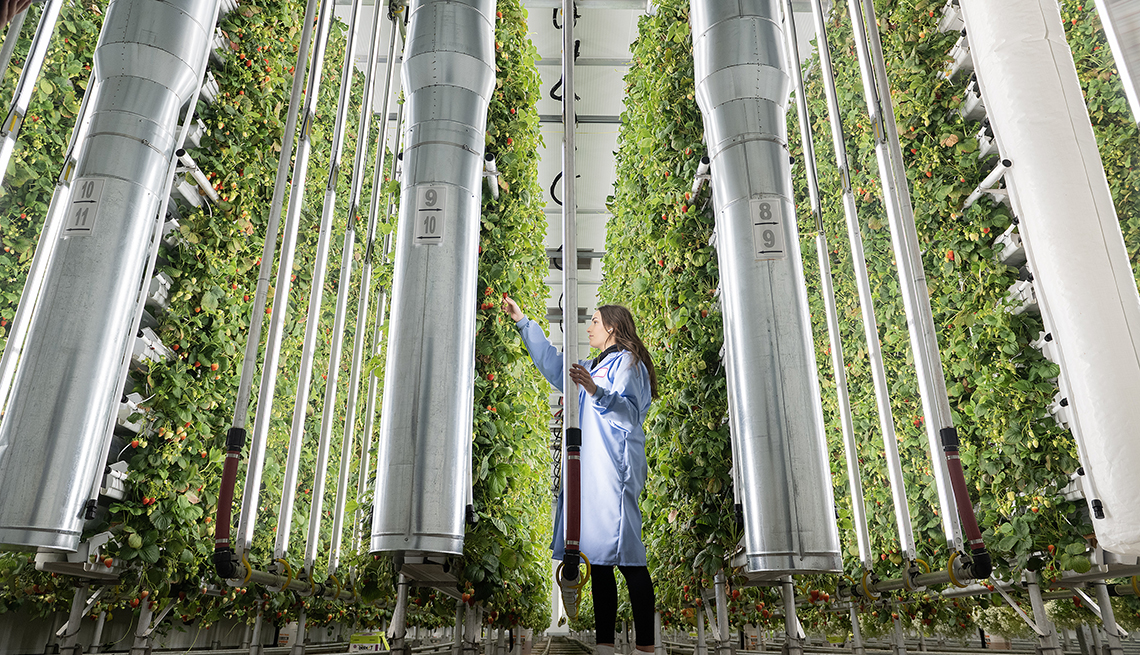 a worker in a long blue coat stands amongst the columns of strawberries in ferme d'hiver vertical farm    
