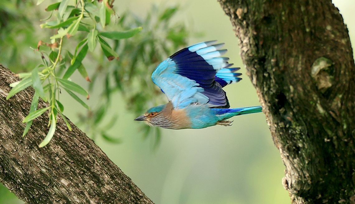 item 10 of Gallery image - indian roller bird with blue wings in flight between two tree branches 