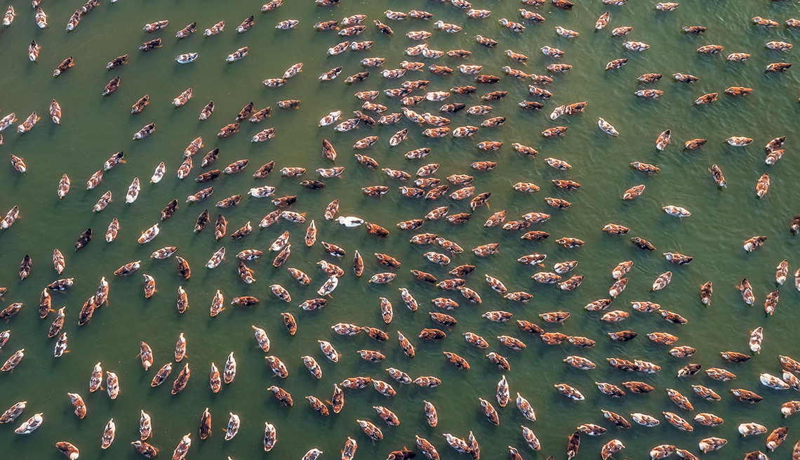 item 9 of Gallery image -  aerial view of dozens of ducks in green-tinged water  