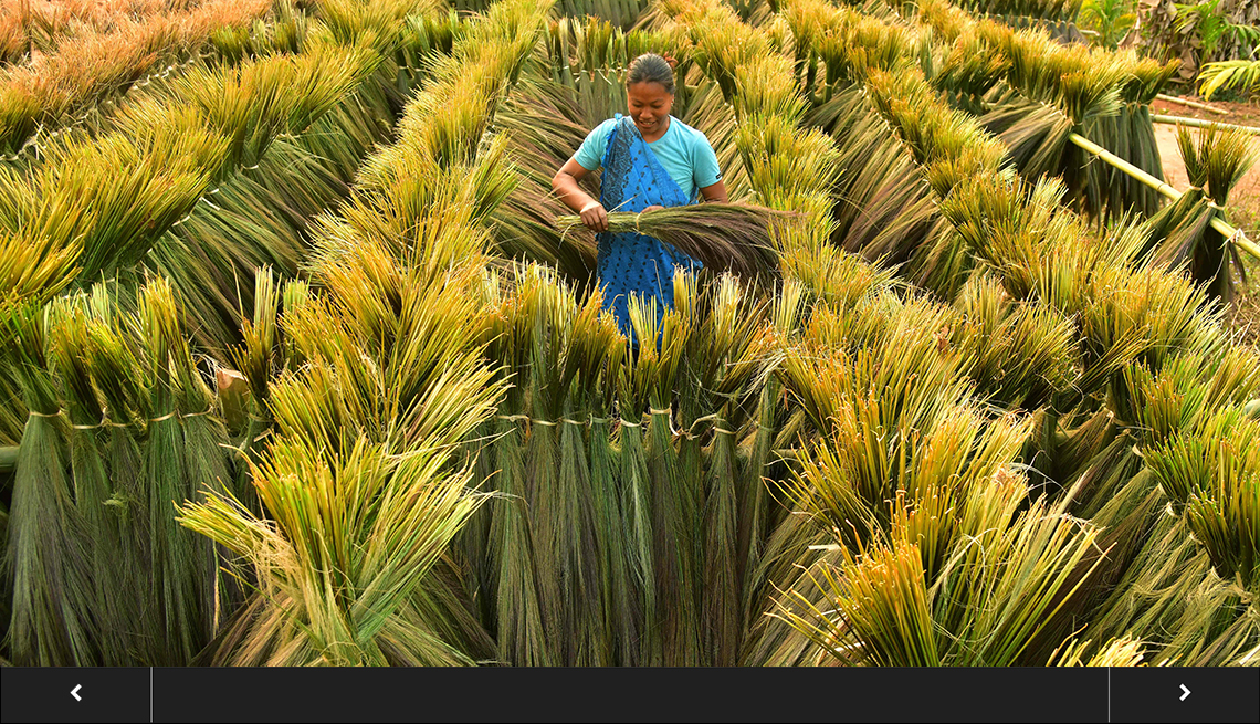a woman standing amidst rows of tall grasses gathers a bundle of grass, with slideshow overlay 