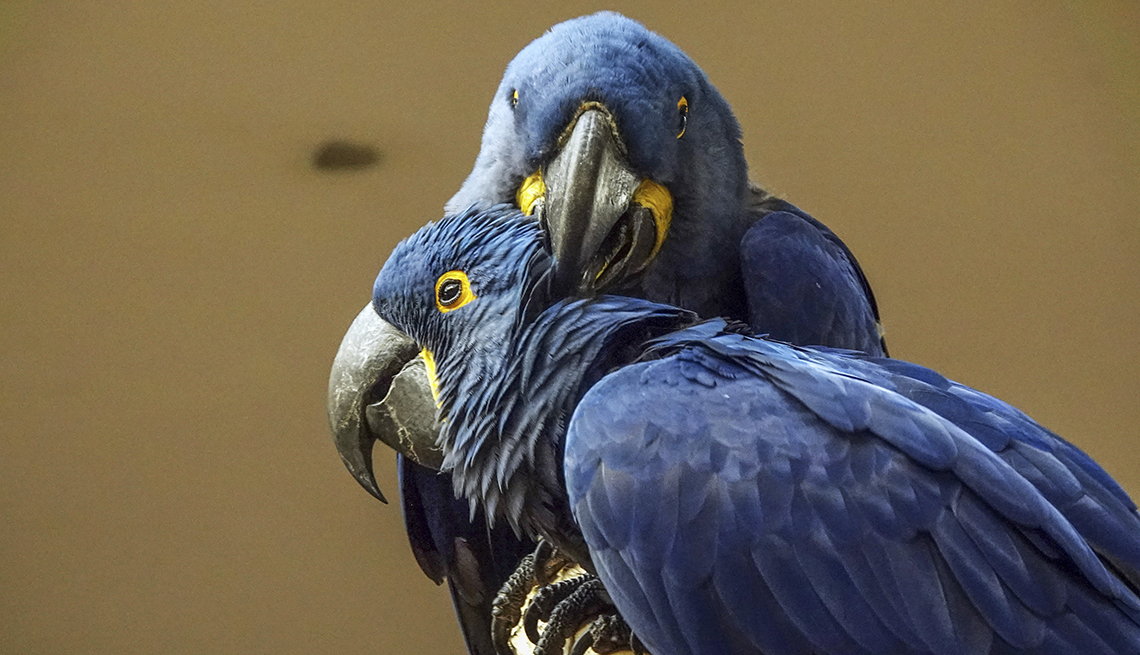 item 2 of Gallery image - two blue macaws are snuggled up on a branch 