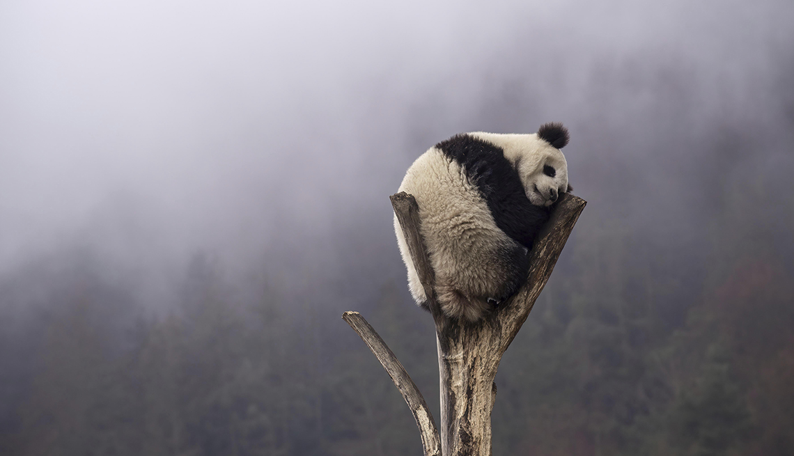 a giant panda naps in bare branches of a tree on a misty day 