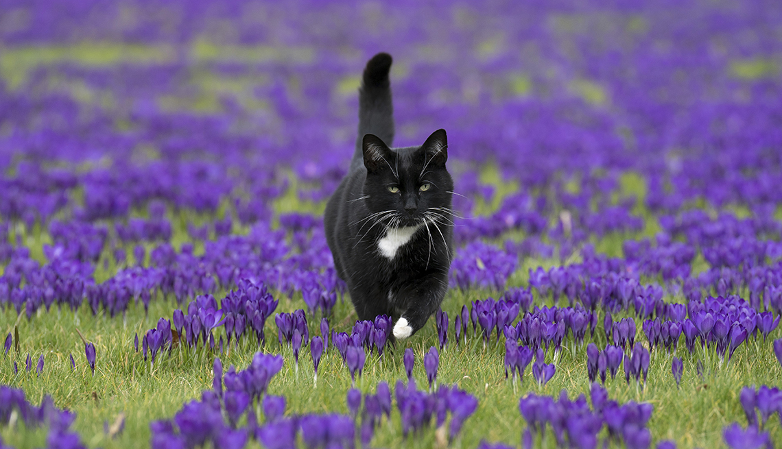 a mostly black cat walks across a field of green grass and purple crocuses towards the camera