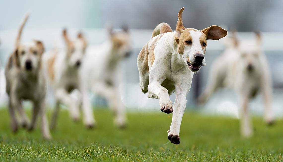 item 14 of Gallery image - a hound in focus leads the pack blurred behind him on a grass turf racehorse
