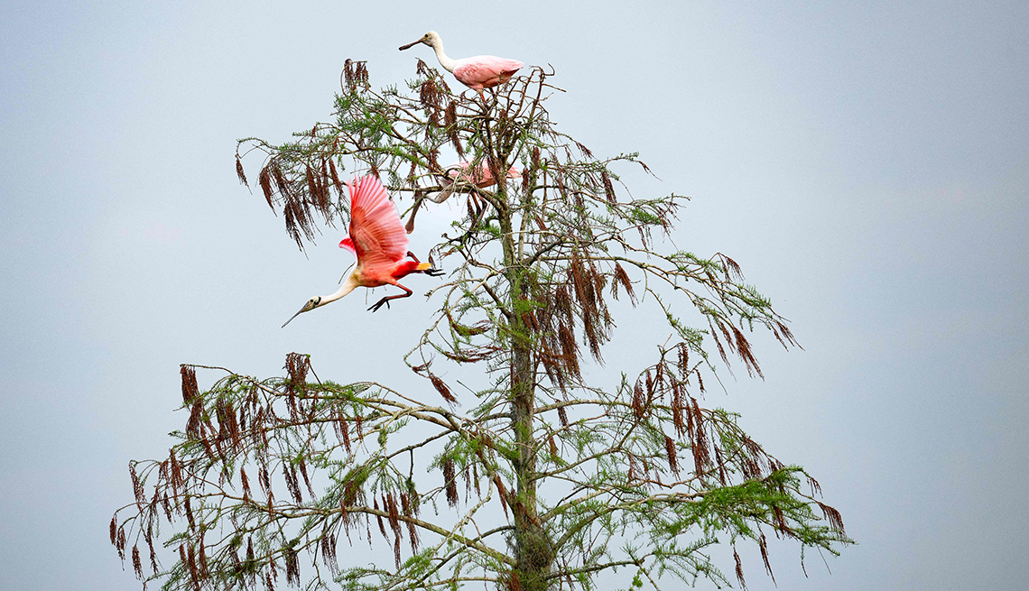 item 10 of Gallery image - a roseate spoonbill flies off a branch of a tree where two other spoonbills are perched