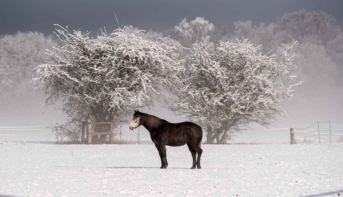 item 5 of Gallery image - a dark brown horse with white face stands in the snow on a pasture in front of snow-covered trees