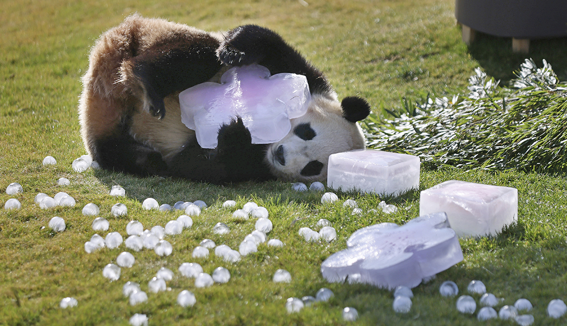 item 2 of Gallery image - giant panda holding a large piece of ice shaped liked a flower, while rolling on the grass surrounded by other pieces of ice