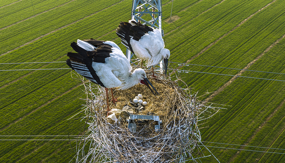two white storks perch on a nest with five eggs at the top of a power-line tower above a green field