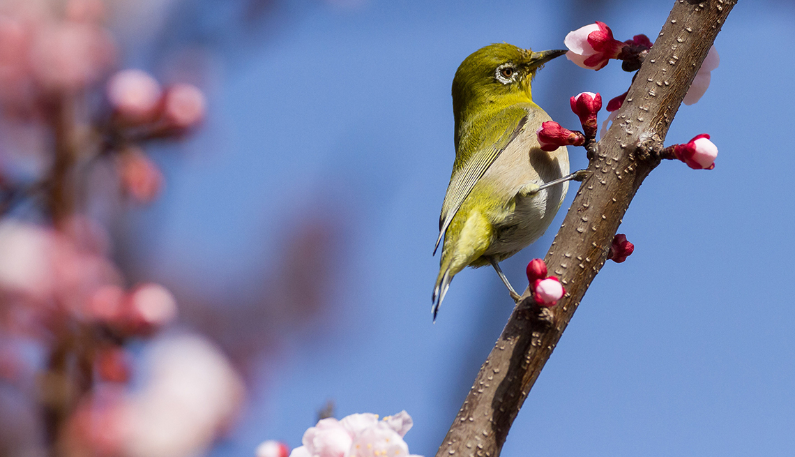 item 9 of Gallery image - close-up of a green white-eyed bird feeding on cherry blossoms 
