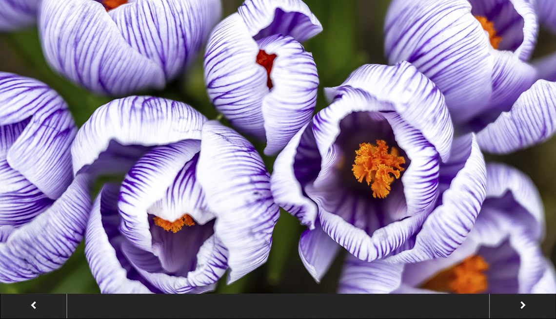 close-up of purple and white crocuses, with slideshow overlay