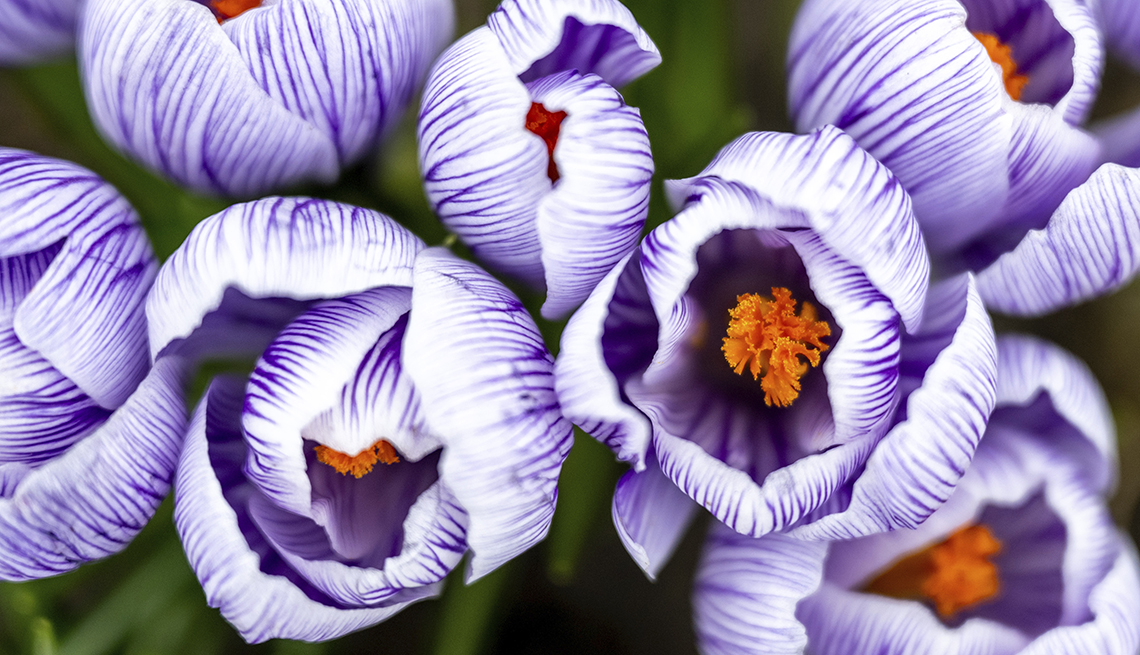 item 7 of Gallery image - close-up of purple and white crocuses