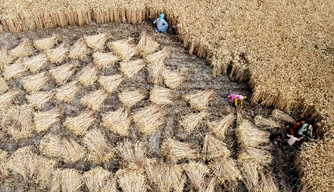 item 5 of Gallery image - aerial view of workers harvesting wheat in a field