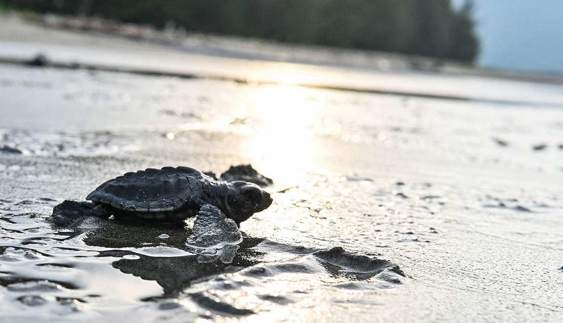item 2 of Gallery image - a sea turtle hatchling heads toward the sea lit by a ray of sunshine reflecting on the water