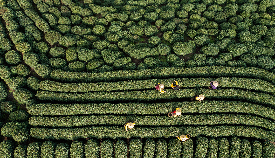 item 3 of Gallery image - aerial view of workers picking tea leaves in a densely packed tea garden 
