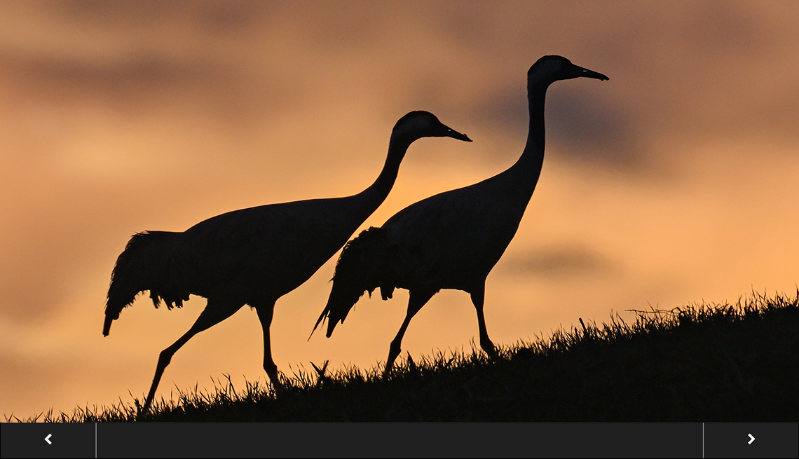 silhouette of two cranes walking up a grassy hill at sunrise, with slideshow overlay