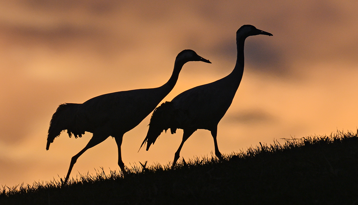 item 1 of Gallery image - silhouette of two cranes walking up a grassy hill at sunrise