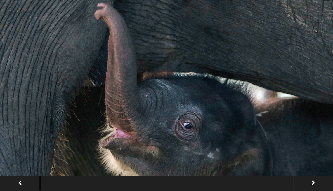 a baby elephant standing with its trunk up peeks out from under a larger elephant, with slideshow overlay