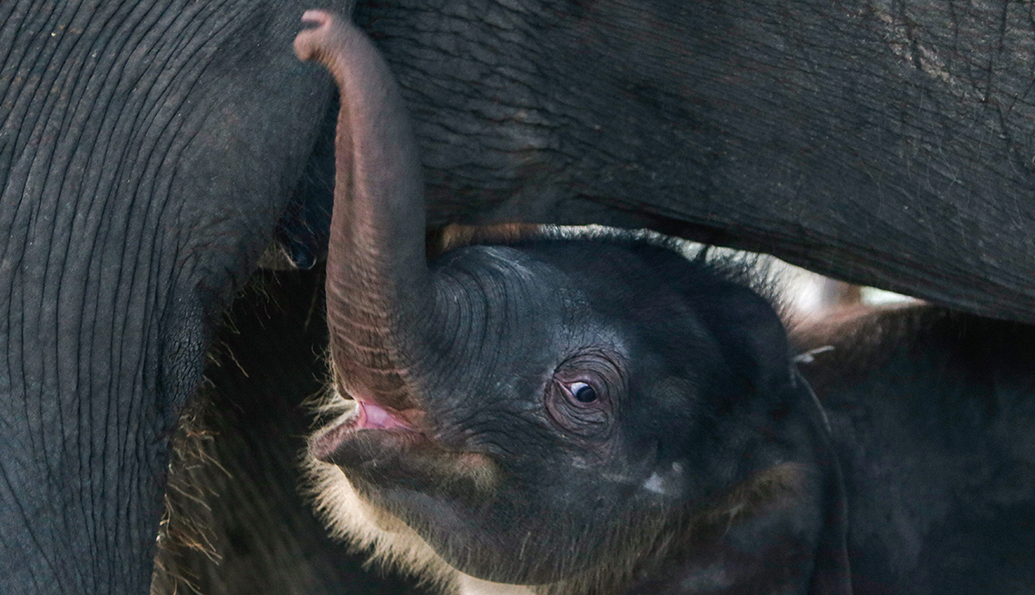 item 13 of Gallery image - a baby elephant standing with its trunk up peeks out from under a larger elephant