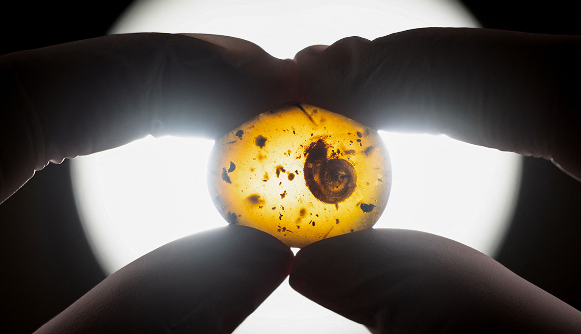 item 14 of Gallery image - a fossilized snail caught in amber is held up by someone's fingers against a circle of white light