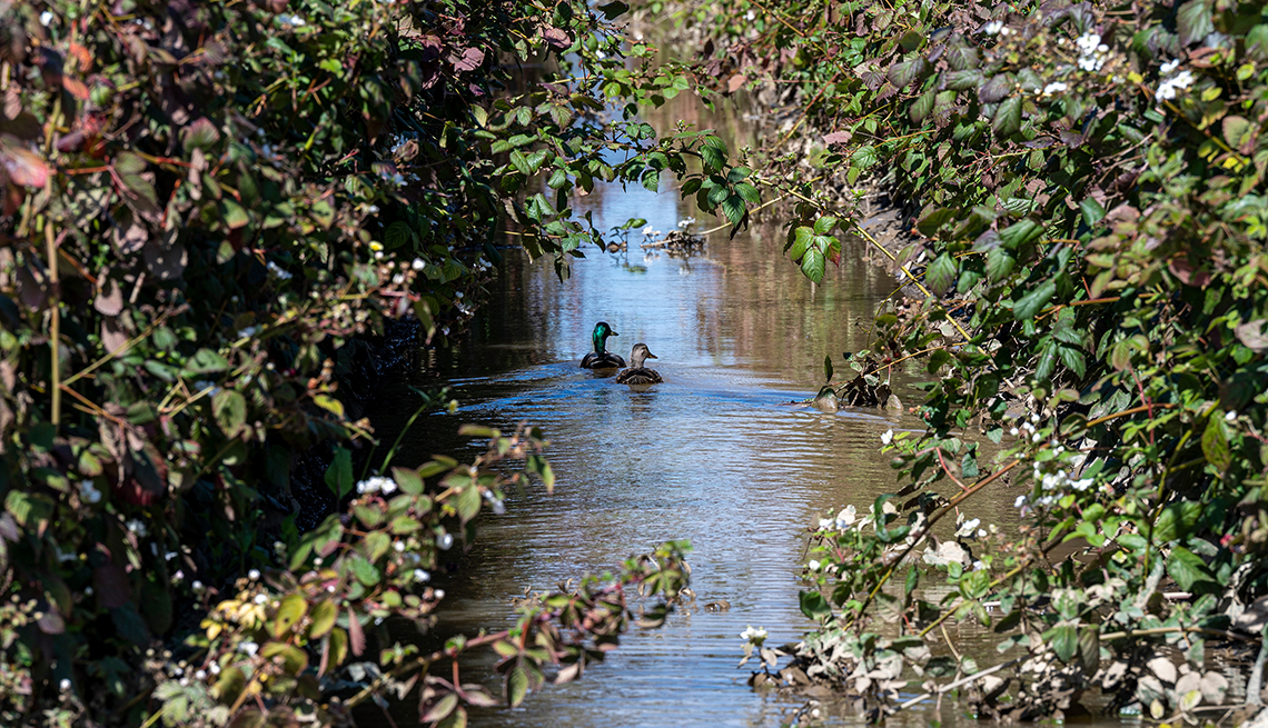 item 11 of Gallery image - ducks swim in floodwaters between dense vegetation