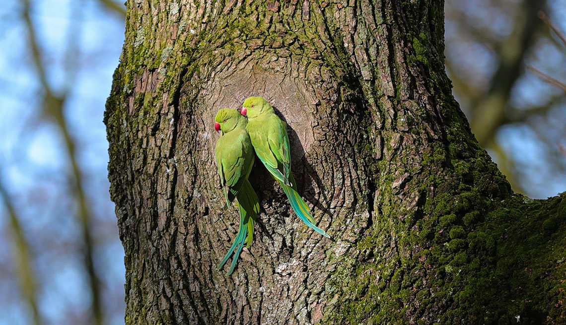 item 12 of Gallery image - two green parrots with red beaks perched close to one another on a tree trunk
