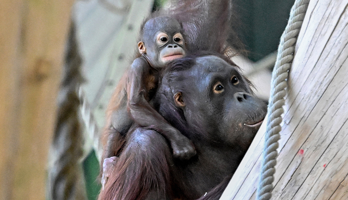 item 7 of Gallery image - a baby orangutan on its mother's back in a zoo enclosure