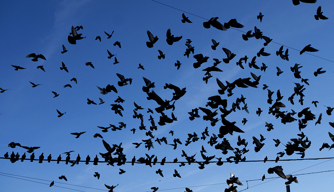 item 8 of Gallery image - pigeons flock on and near power lines against a. blue sky