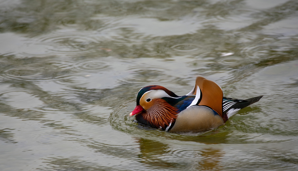 item 3 of Gallery image - a mandarin duck swims in water amidst raindrops