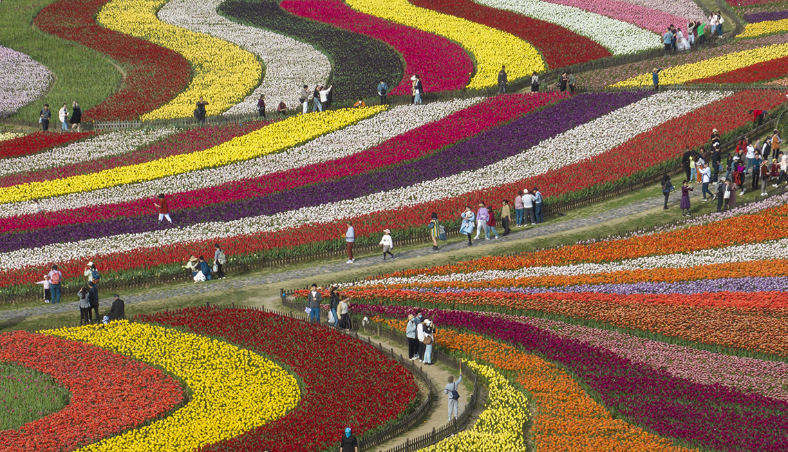 people walk on paths snaking through undulating rows of red, orange, yellow, white, pink and purple tulips separated by color