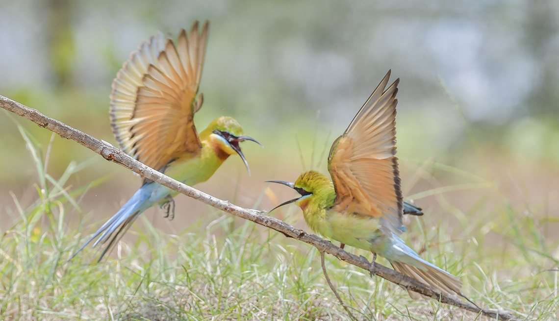 item 5 of Gallery image - two chestnut-throated bee-eaters face one another with wings spread and beaks open wide, one on a branch and the other hovering next to it