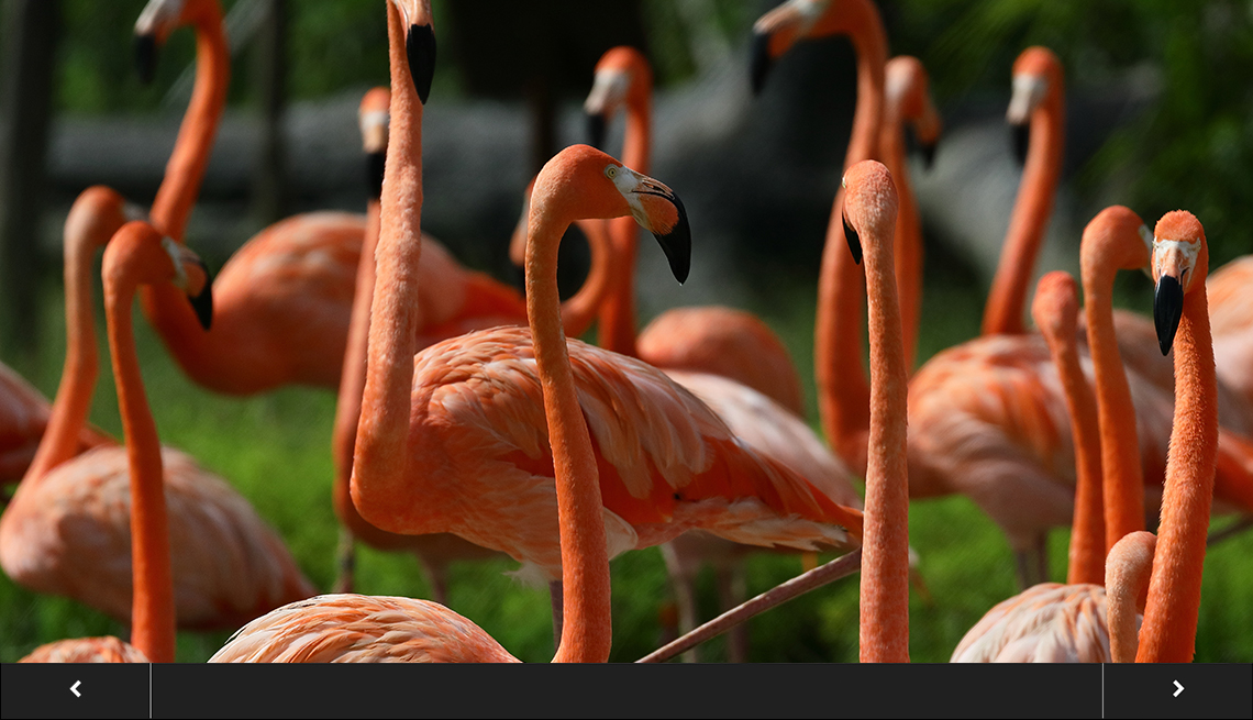a gathering of about a dozen american flamingos, with slideshow overlay