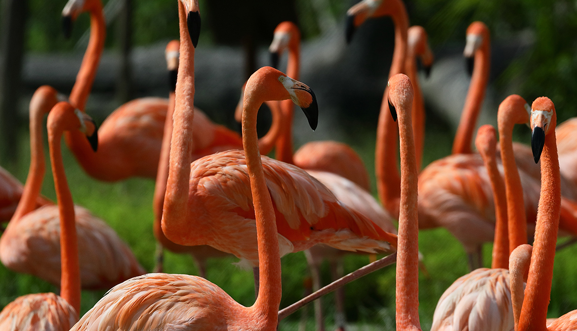 a gathering of about a dozen american flamingos