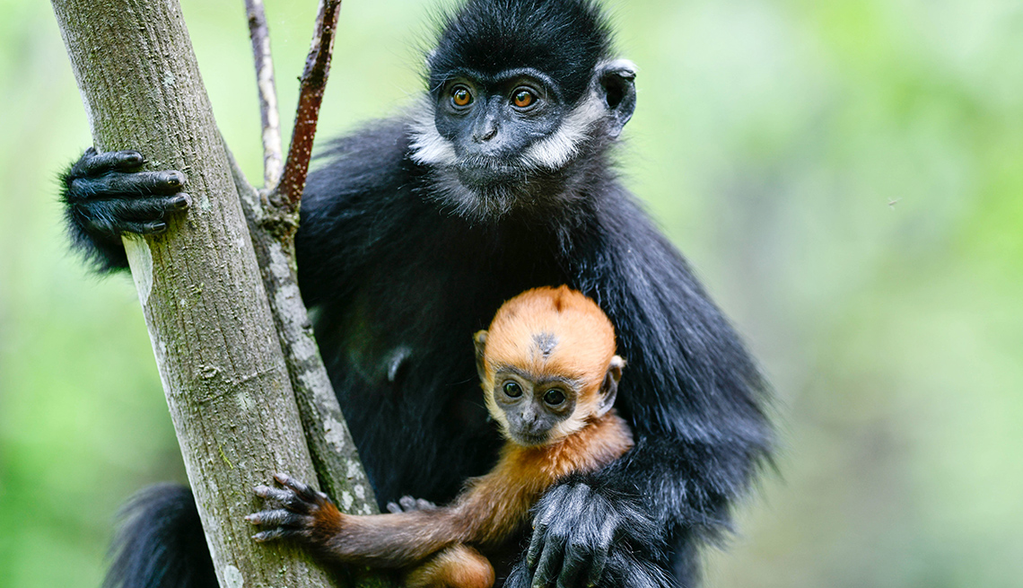 item 3 of Gallery image - a francois’ leaf monkey with black fur holds a cub with reddish fur while perched on a large tree branch