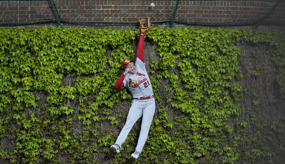 item 17 of Gallery image - st. louis cardinals center fielder lars nootbaar jumps high against against a wall of greenery but can't catch a home run