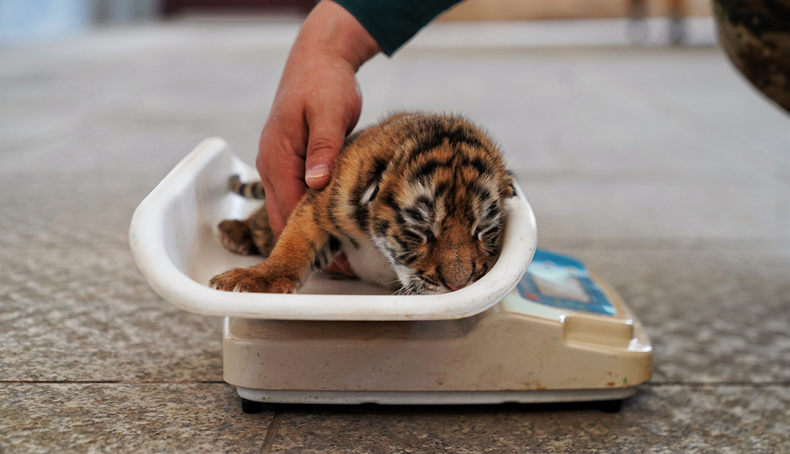 item 16 of Gallery image - a tiny siberian tiger cub is being held by a person's hand on a scale