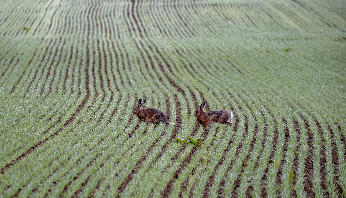 item 12 of Gallery image - two brown hares move across the lines of a field
