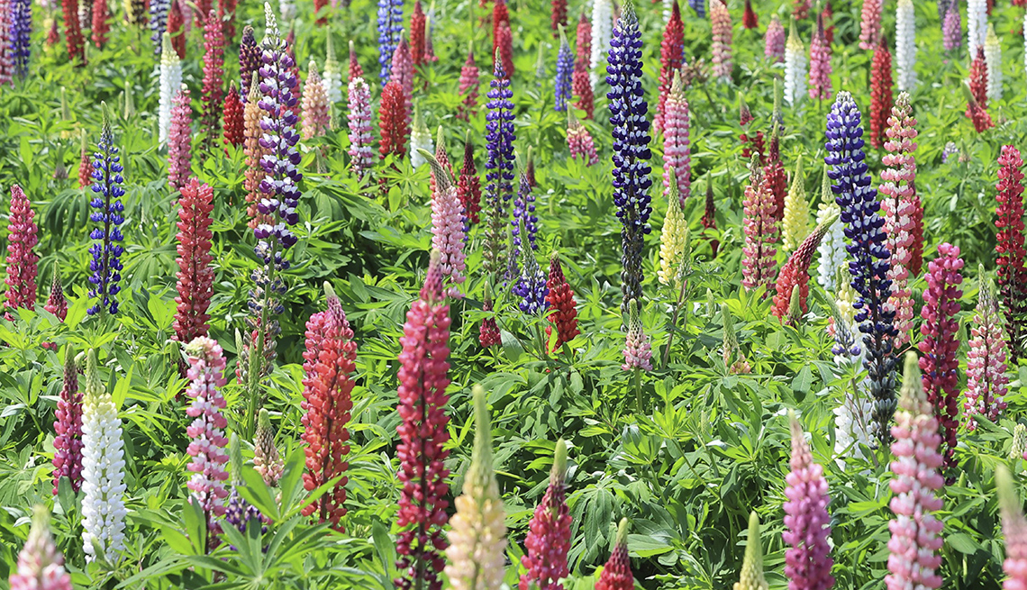 item 10 of Gallery image - abundant purple, pink, red, yellow and white lupinus flowers rise from green ground cover