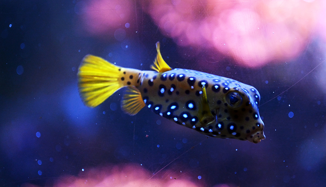 item 7 of Gallery image - a boxfish swims in an aquarium tank
