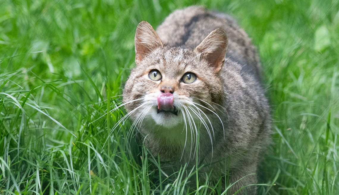 item 8 of Gallery image - a wildcat with its tongue curled toward its nose looks up expectantly from green grass