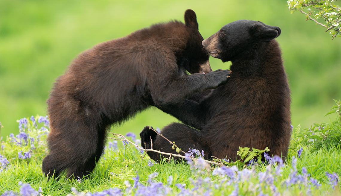 two black bear cubs play together in grass dotted with purple wildflowers