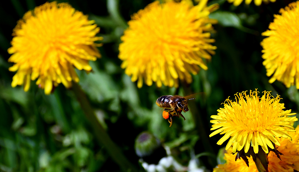 item 14 of Gallery image - a bee flies over yellow flowers 