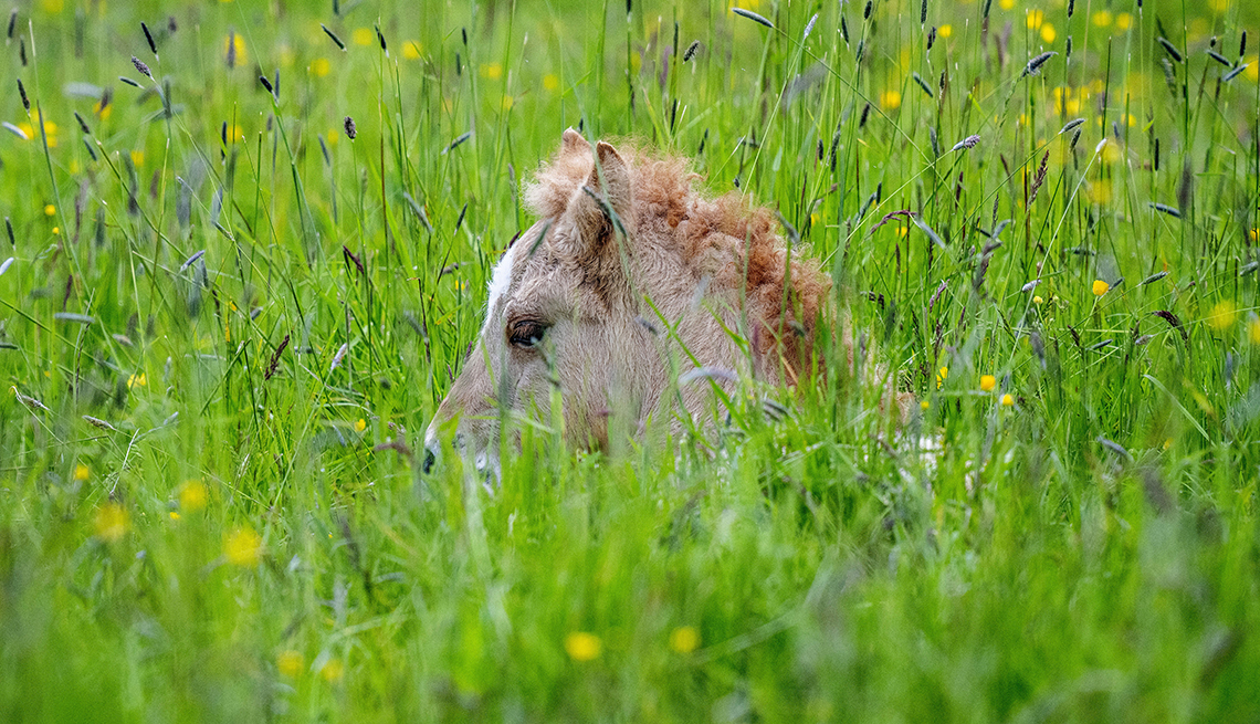 item 5 of Gallery image - the head of an icelandic foal is visible over deep grass with yellow flowers