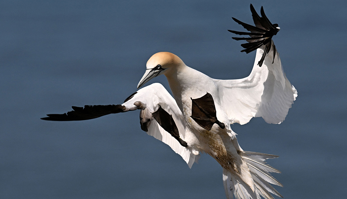 item 17 of Gallery image - a gannet with wings outstretched is seen against blue sky