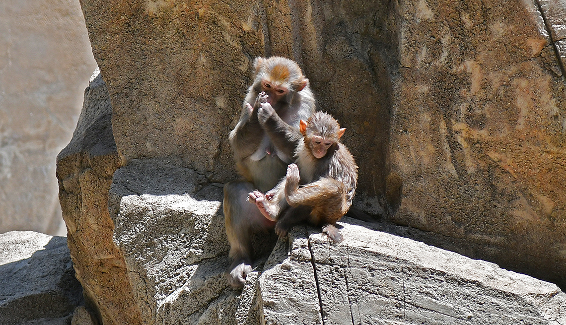 item 16 of Gallery image - an adult and a young macaque monkey sit on a rocky ledge