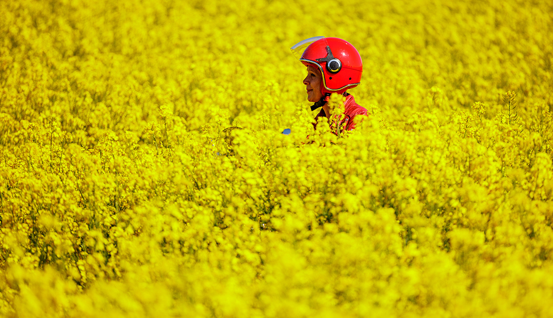 item 7 of Gallery image - a person's head in a red helmet is barely visible over a field filled with yellow rapeseed blossoms