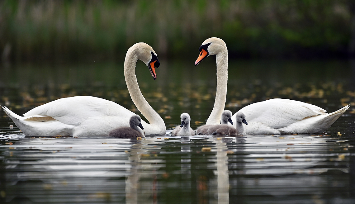 item 9 of Gallery image - two adult swans with four cygnets between them on a lake